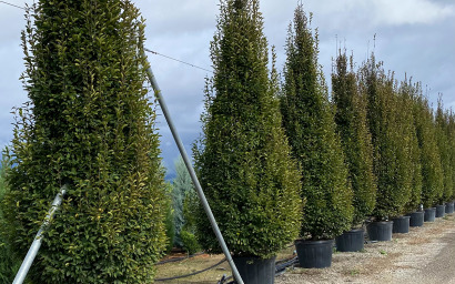 carpinus betulus "pyramidalis"